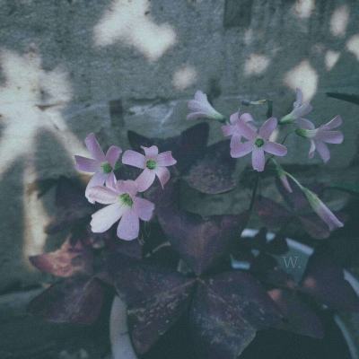 188金宝搏手机app下载