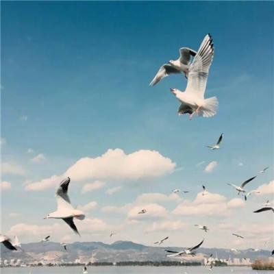 皇冠app官方版下载安装